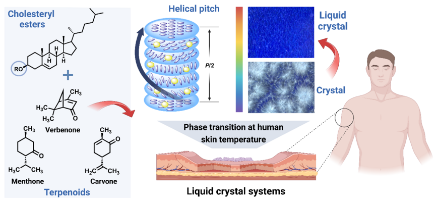 Schematic illustration of thermotropic liquid crystal compositions and their application for skin drug delivery.