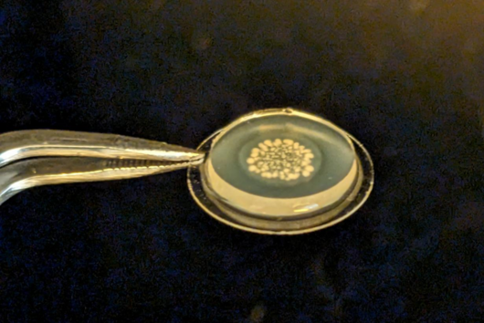 Bacteria producing an active ingredient, encapsulated in hydrogel. 