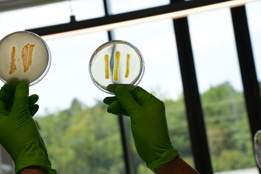 Two petri dishes containing myxobacteria are held aloft, one in each hand