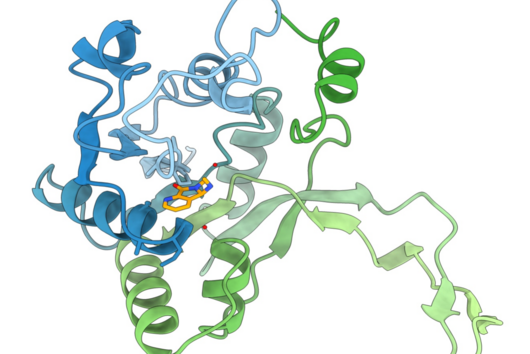 3D model of a protein and an inhibitor