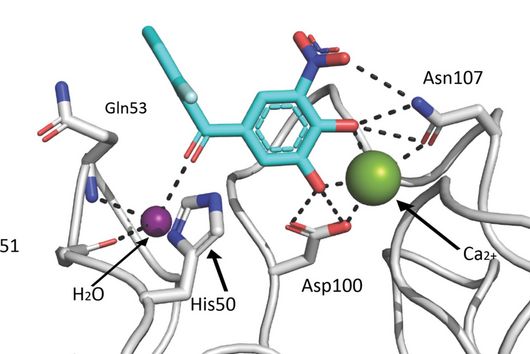 Crystal structure of LecA and tolcapone.