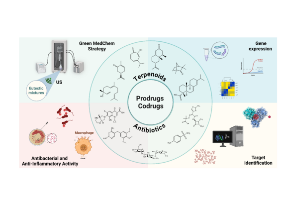 Schematische Darstellung der molekularen Hybridisierungsstrategie zur Entwicklung von Terpenoidderivaten, die auf bakterielle Infektionen abzielen.